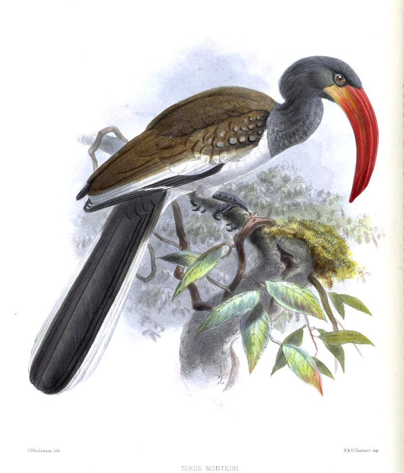 A monograph of the Bucerotidæ, or family of the hornbills.