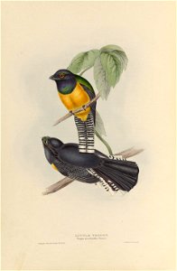 Trogon meridionalis - A monograph of the Trogonidae, or family of trogons