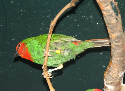 Red-throated Parrotfinch