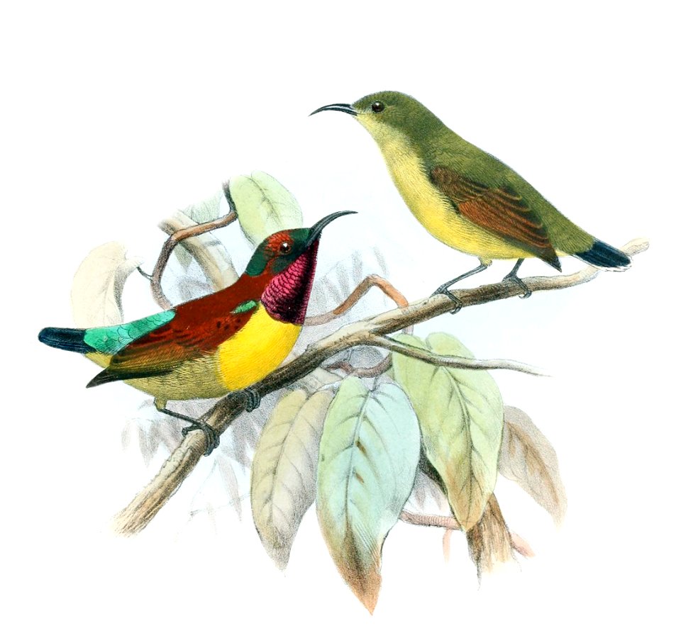 English:  « Nectarophila juliae » = Leptocoma sperata juliae (Subspecies of Purple-throated Sunbird)Français :  « Nectarophila juliae » = Leptocoma sperata
