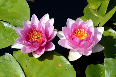 Water lilly flower photo