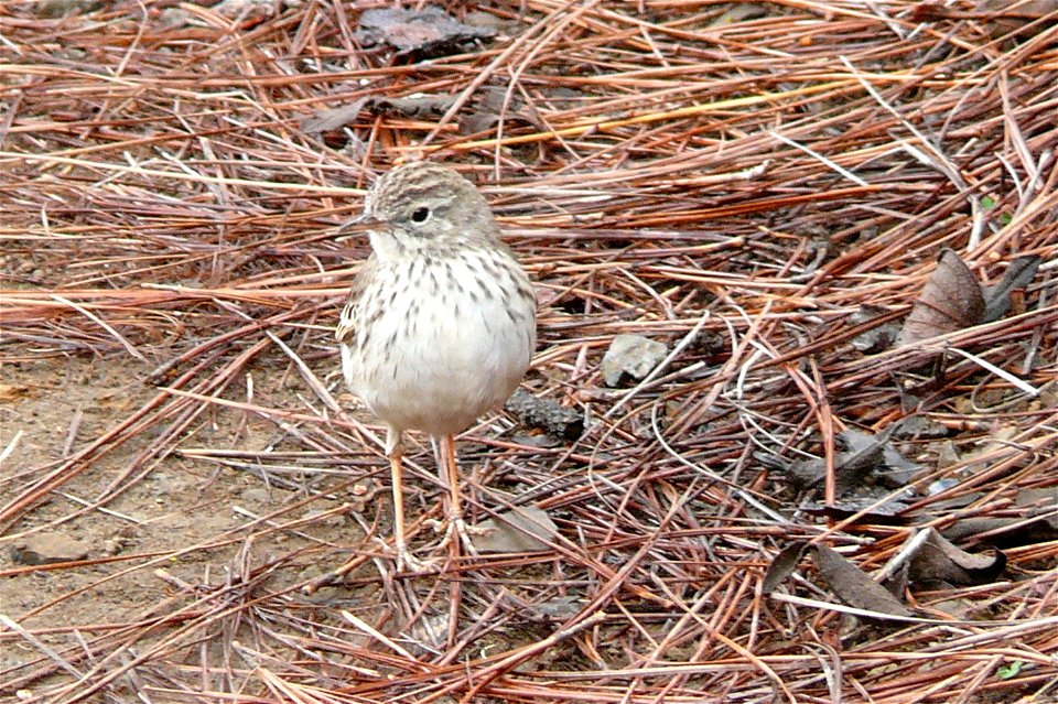 Anthus berthelotii in der Caldera de Taburiente, im Kiefernwald