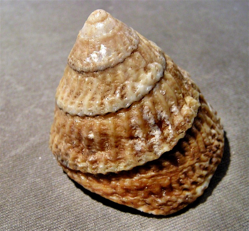 Tegula regina Stearns, 1892; family Tegulidae; California