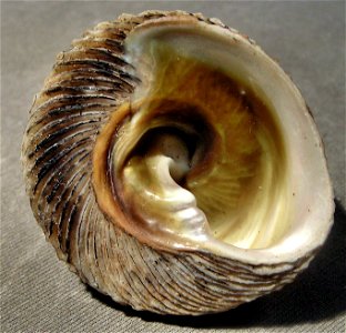 Tegula regina Stearns, 1892; family Tegulidae; California