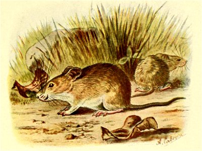 Mus spicilegus