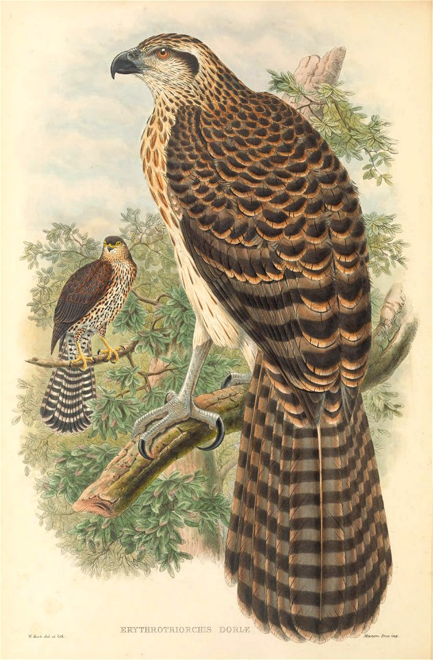 Erythrotriorchis doriae = Megatriorchis doriae - The birds of New Guinea and the adjacent Papuan islands : including many new species recently discovered in Australia. v.1 (Plate II).