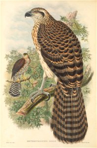 Erythrotriorchis doriae = Megatriorchis doriae - The birds of New Guinea and the adjacent Papuan islands : including many new species recently discovered in Australia. v.1 (Plate II).