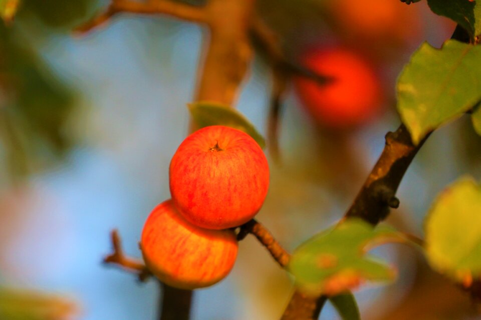 Fresh food nature