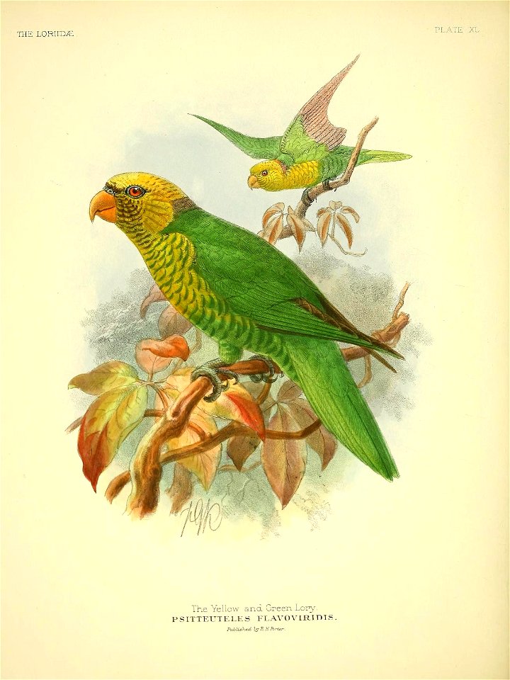 THE LORIIHE. 
PLATE XL 
The Yellow and Green Lory. 

PSITTEUTELES FLAVOV1RIDIS .