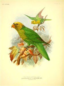 THE LORIIHE. 
PLATE XL 
The Yellow and Green Lory. 

PSITTEUTELES FLAVOV1RIDIS .