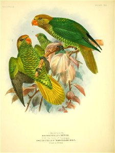 THE LORII'O/E . 
PLATE XLI. 
1 . Meyer's Lory. 
PSJTTEUTELES MEYER,. 
2.3. The Lory of Bonthain . 
PSITTEUTELES BONTHAINENSIS 

"RititZehjtxl by R.H.Por-t*r.