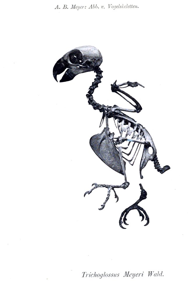 Trichoglossus meyeri = Trichoglossus flavoviridis meyeri[1]