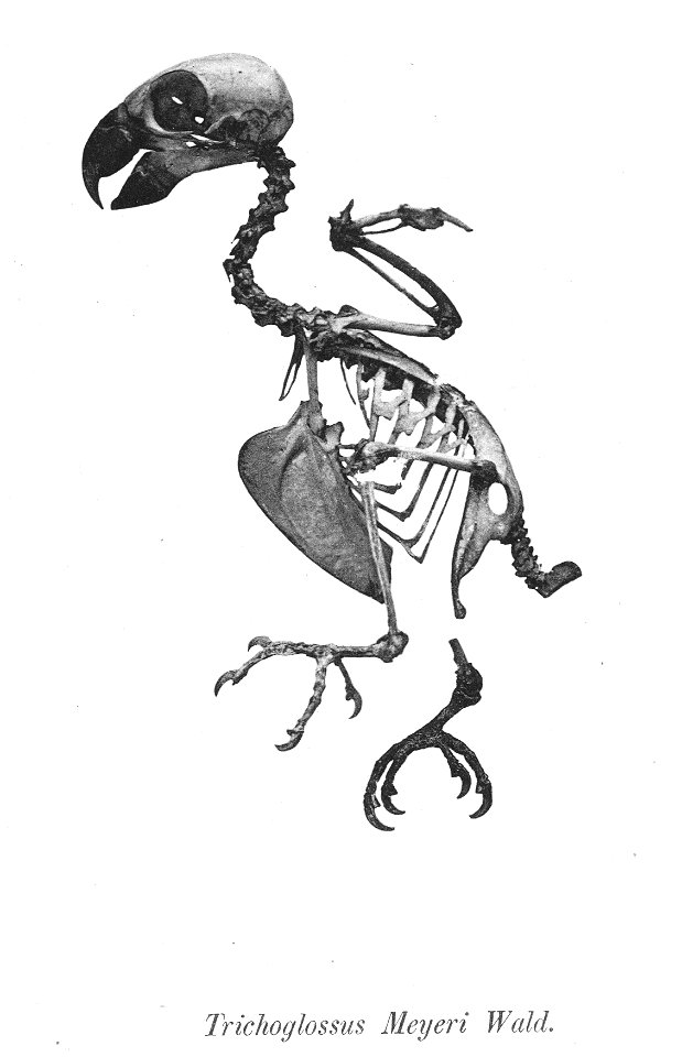 Trichoglossus meyeri