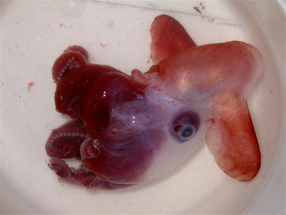 "One of the rare finned octopods known as "Dumbos" collected on the summer 2009 MAR-ECO cruise."