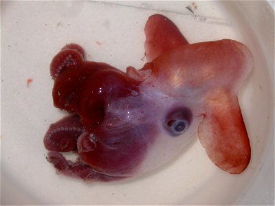 "One of the rare finned octopods known as "Dumbos" collected on the summer 2009 MAR-ECO cruise."