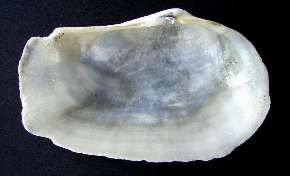 Panopea zelandica (inside) from Pakiri Beach, New Zealand.




Public domainPublic domainfalsefalse





This work has been released into the  by its author, Graham Bould. This applies worldwide.In so