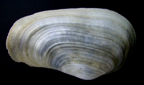 Panopea zelandica from Pakiri Beach, New Zealand.




Public domainPublic domainfalsefalse





This work has been released into the  by its author, Graham Bould. This applies worldwide.In some countr