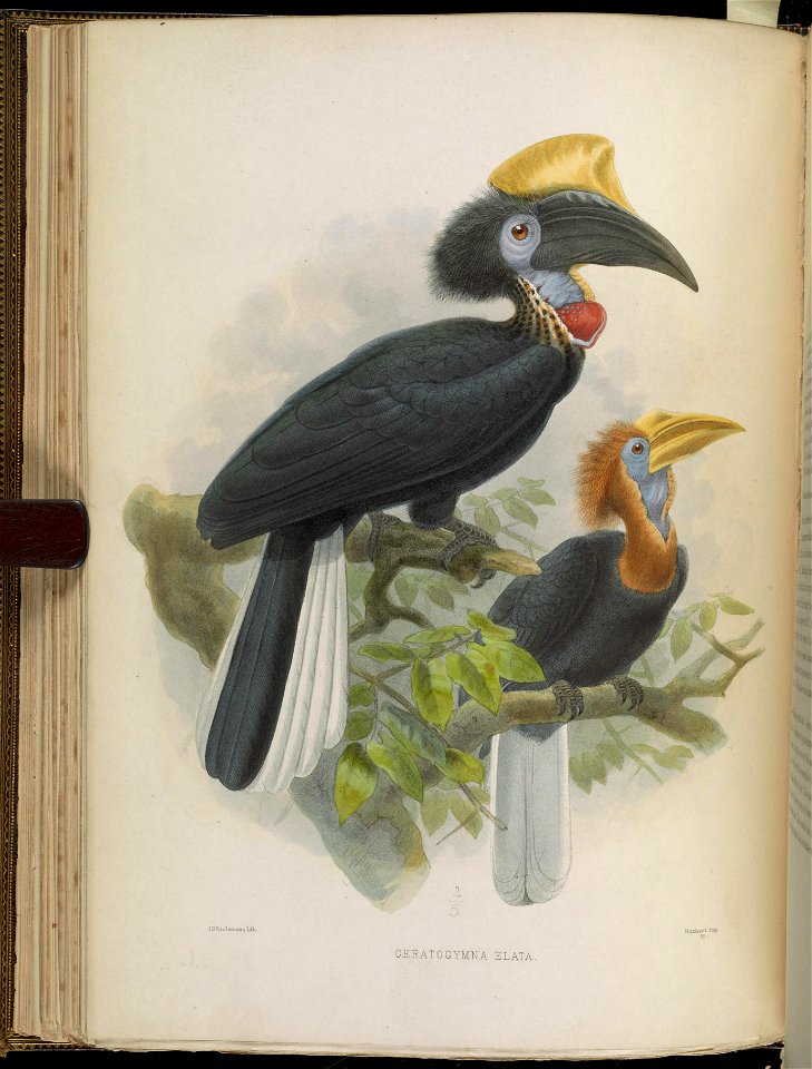 A monograph of the Bucerotidæ, or family of the hornbills.