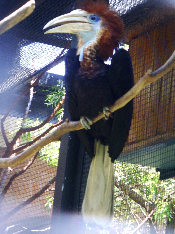 Yellow-casqued Hornbill