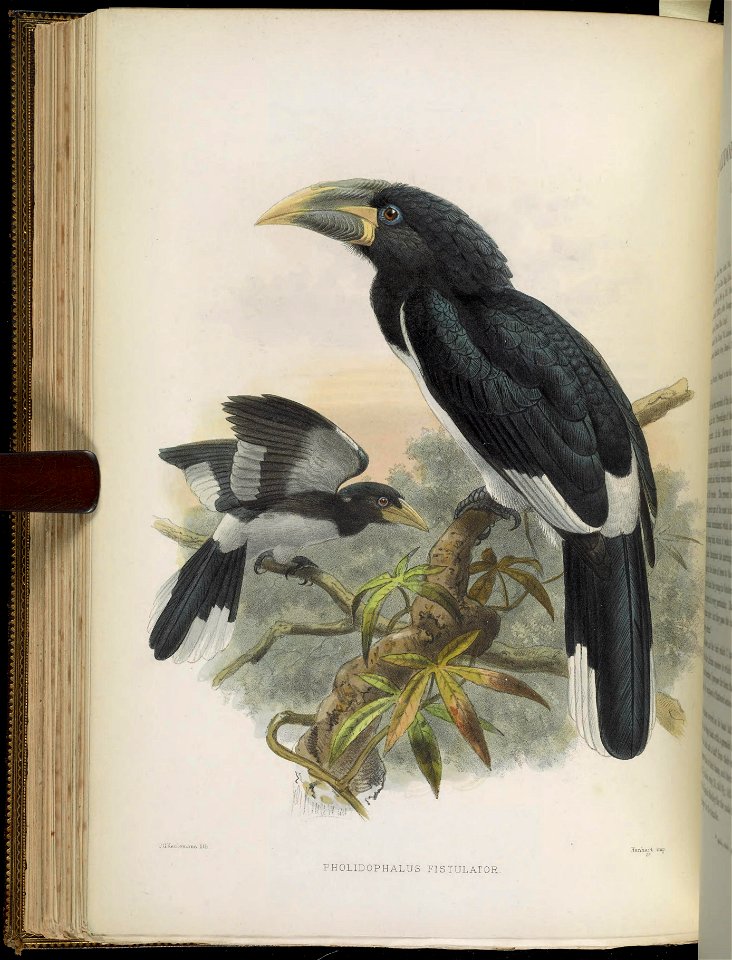 A monograph of the Bucerotidæ, or family of the hornbills.