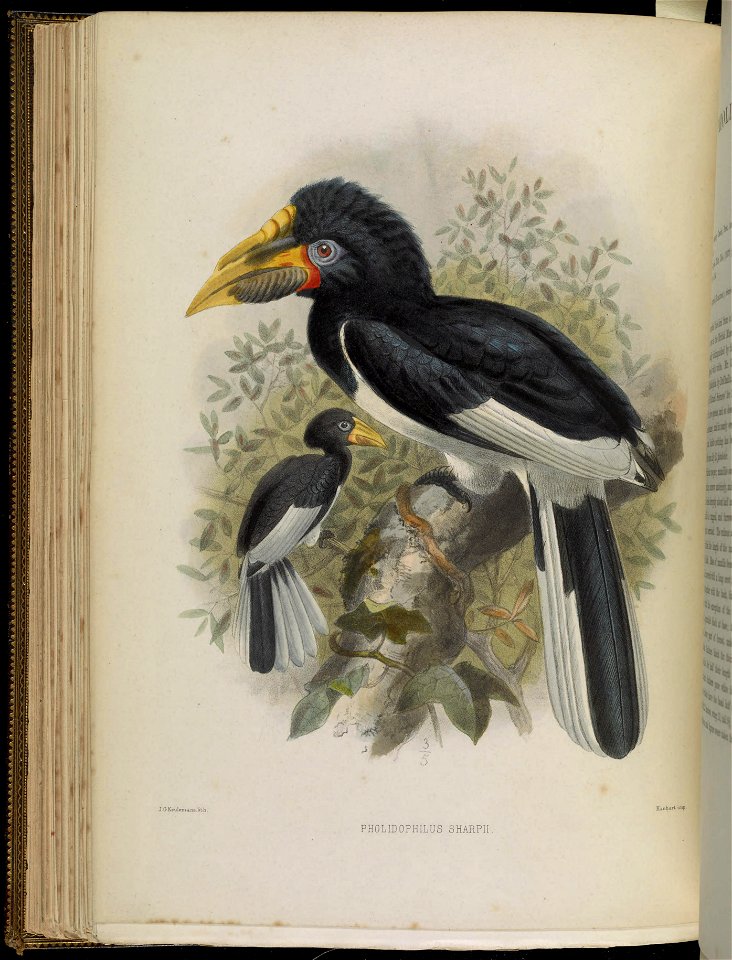 A monograph of the Bucerotidæ, or family of the hornbills.