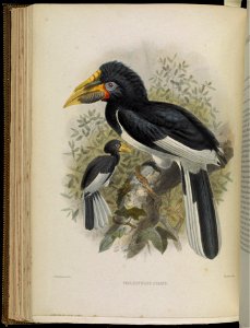A monograph of the Bucerotidæ, or family of the hornbills.