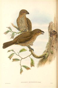 Scenopoeus dentirostris = Scenopoeetes dentirostris - The birds of New Guinea and the adjacent Papuan islands : including many new species recently discovered in Australia. v.1 (Plate XLIII).