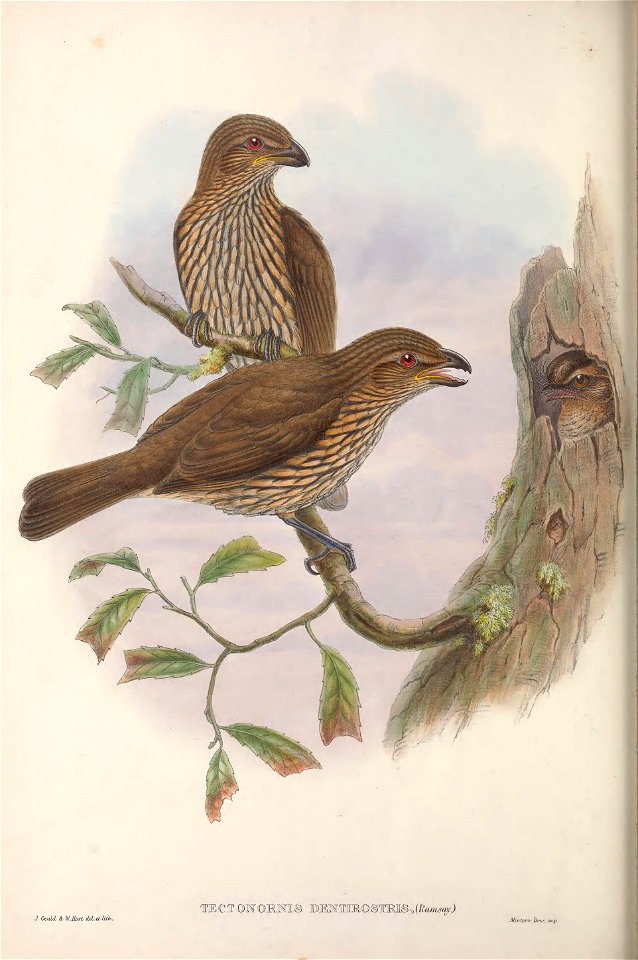 Tectonornis dentirostris = Scenopoeetes dentirostris - Monograph of the Paradiseidae, or Birds of Paradise, and Ptilonorhynchidae, or Bower-birds. v.2 (1891-1898).