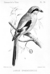 Lanius sphenocercus