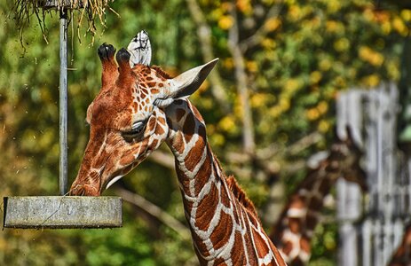 Animal portrait wild animal tierpark hellabrunn