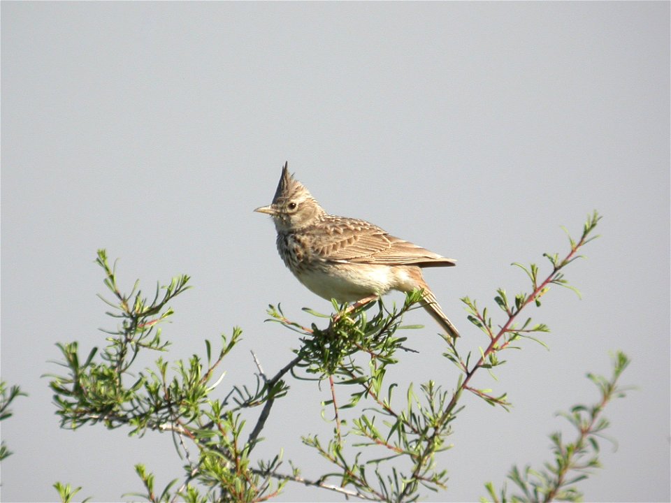 Galerida theklae (Alaudidae). Rivas Vaciamadrid, Madrid, España.