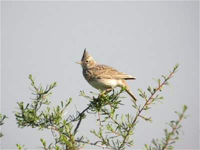 Galerida theklae (Alaudidae). Rivas Vaciamadrid, Madrid, España.