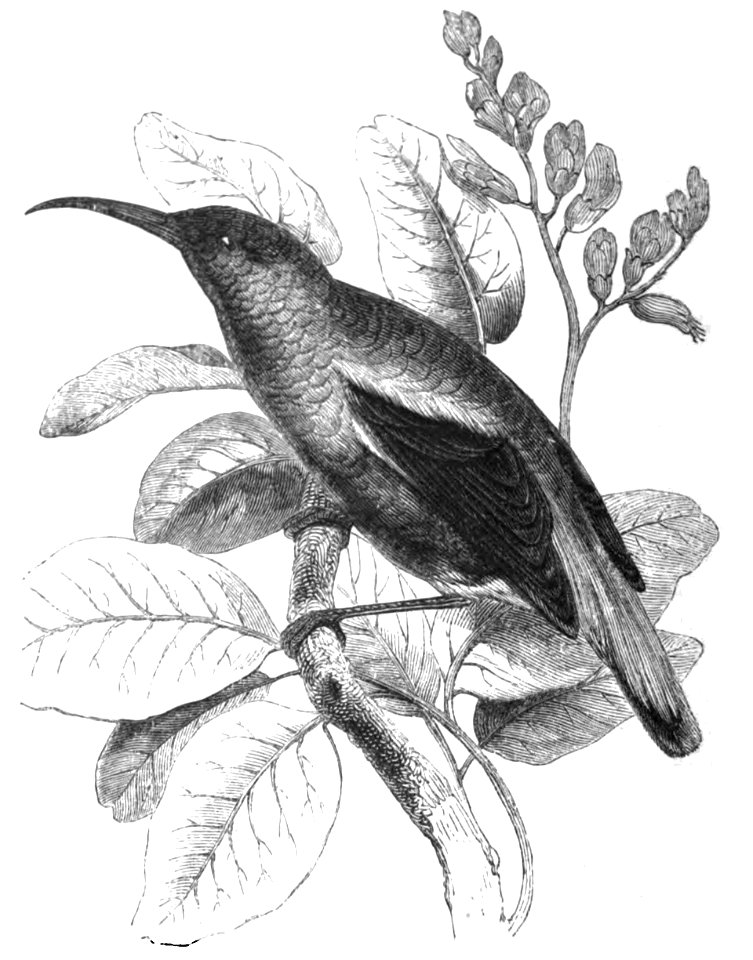 Splendid Sun-bird (as Nectarinia splendida Shaw). Image from Natural History, Birds.