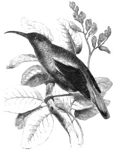 Splendid Sun-bird (as Nectarinia splendida Shaw). Image from Natural History, Birds.
