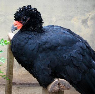 Crax blumenbachii in the Rio de Janeiro Zoo, Brazil.