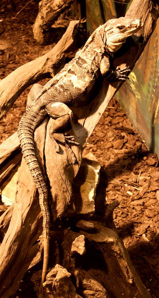 Nyíregyháza Zoo, Black iguana