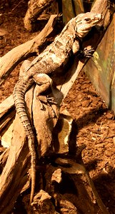 Nyíregyháza Zoo, Black iguana