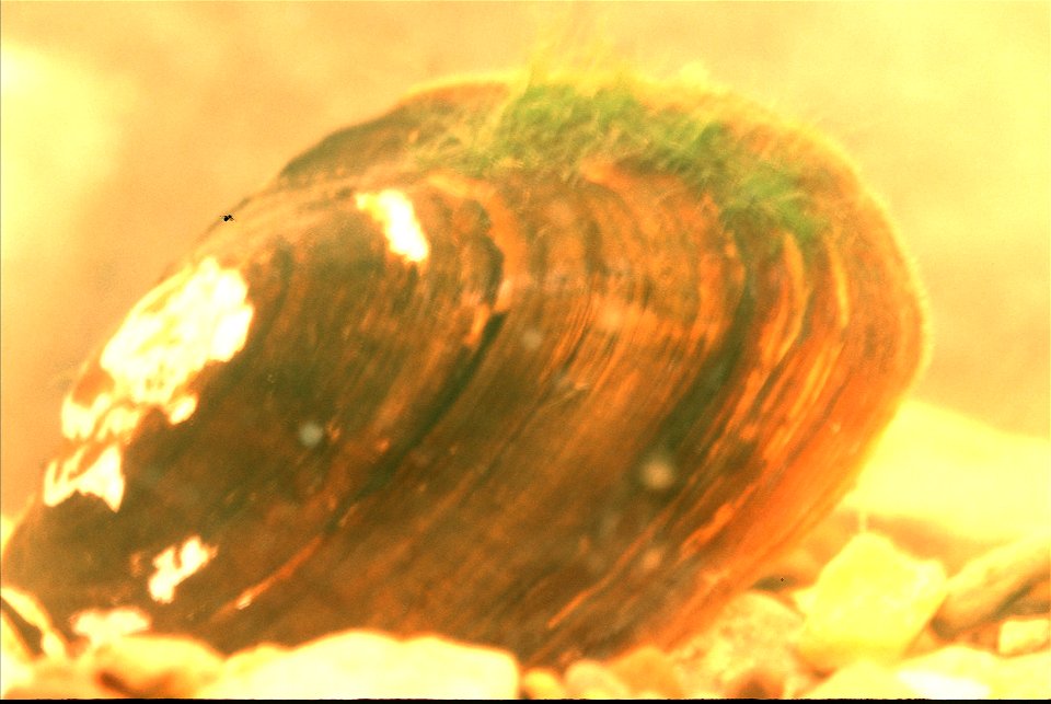Lasmigona decorata