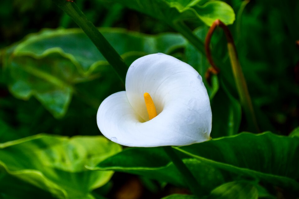 Nature white shell nice flower