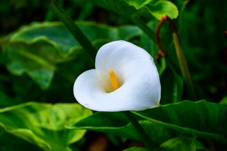 Nature white shell nice flower photo