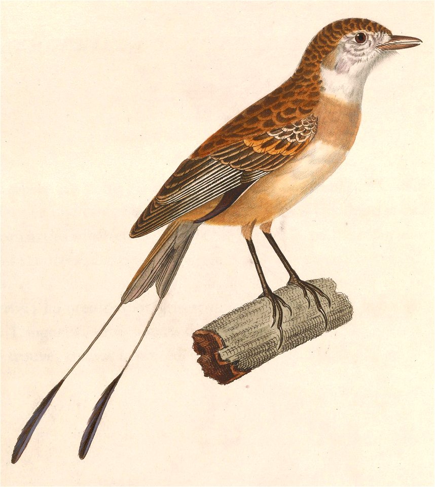 English:  « Muscicapa psalura » = Alectrurus risora (Strange-tailed Tyrant) - femaleFrançais :  « Muscicapa psalura » = Alectrurus risora (Moucherolle à qu