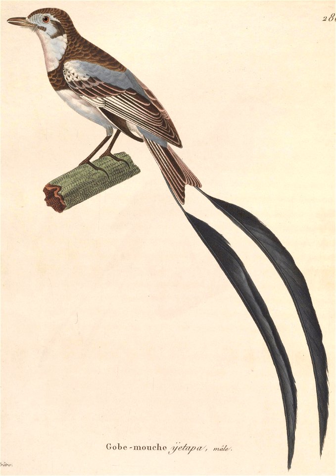 English:  « Muscicapa psalura » = Alectrurus risora (Strange-tailed Tyrant) - maleFrançais :  « Muscicapa psalura » = Alectrurus risora (Moucherolle à queu