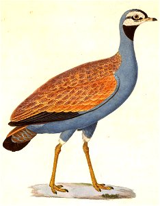 English:  « Otis caerulescens » = Eupodotis caerulescens (Blue Korhaan) - adult maleFrançais :  « Otis caerulescens » = Eupodotis caerulescens (Outarde plo