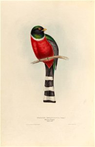 Trogon mexicanus - A monograph of the Trogonidae, or family of trogons.