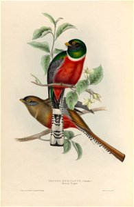 Trogon mexicanus - A monograph of the Trogonidae, or family of trogons.