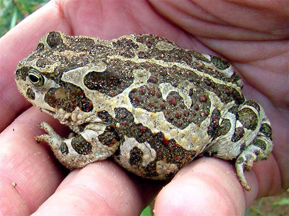 Bufo raddei Strauch, 1876
North coast of Orog Nuur lake, Bogd sum, Bayankhongor province, South Mongolia