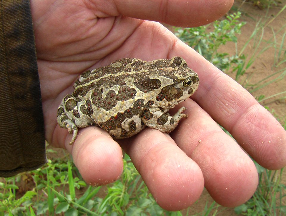Bufo raddei Strauch, 1876
North coast of Orog Nuur lake, Bogd sum, Bayankhongor province, South Mongolia