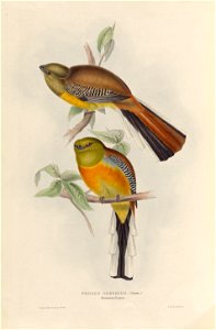 Harpactes oreskios - A monograph of the Trogonidae, or family of trogons