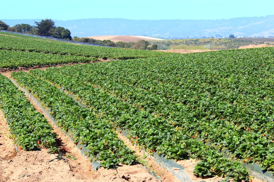Plant vitamins strawberries