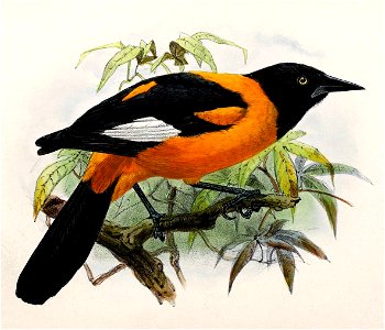 English:  « Icterus jamaica » = Icterus leucopteryx (Jamaican oriole)Français :  « Icterus jamaica » = Icterus leucopteryx (Oriole de Jamaïque)